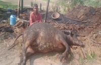 अज्ञात कारणों से लगी आग में दो भैंस झुलसी एक की मौत दूसरी की हालत गंभीर