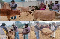 गौ आश्रय केन्द्र में गायों  को बोरा ओढाते समाज सेवी