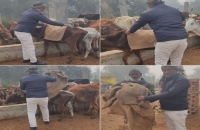 संस्था प्रबंधक ने प्रत्येक वर्ष की भांंति इस वर्ष भी गौ आश्रय स्थल पहुंचकर पशुओं को टाट से बने कोट पहनाया