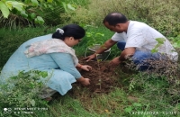 वृक्षारोपण अभियान के तहत संस्था प्रबंधक ने वरिष्ठ चिकित्सक के साथ किया वृक्षारोपण