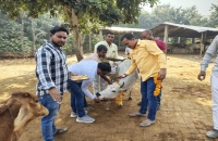 गौशालाओं में गोवर्धन पूजा कर गायों को खिलाया केला, गुड़ और हरा चारा